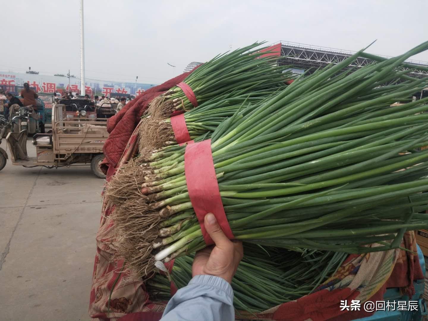 河北十一选五走势图真准网，揭秘彩票走势图的魅力与实用指南