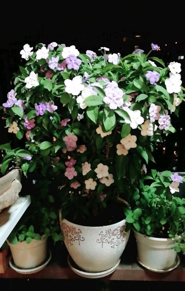 双色茉莉冬季养护指南