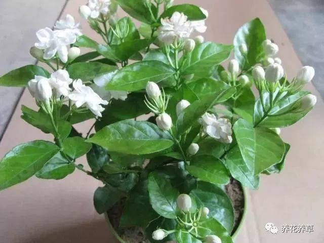 双色茉莉夏季养殖方法与注意事项