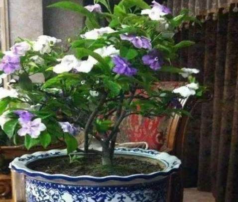 双色茉莉