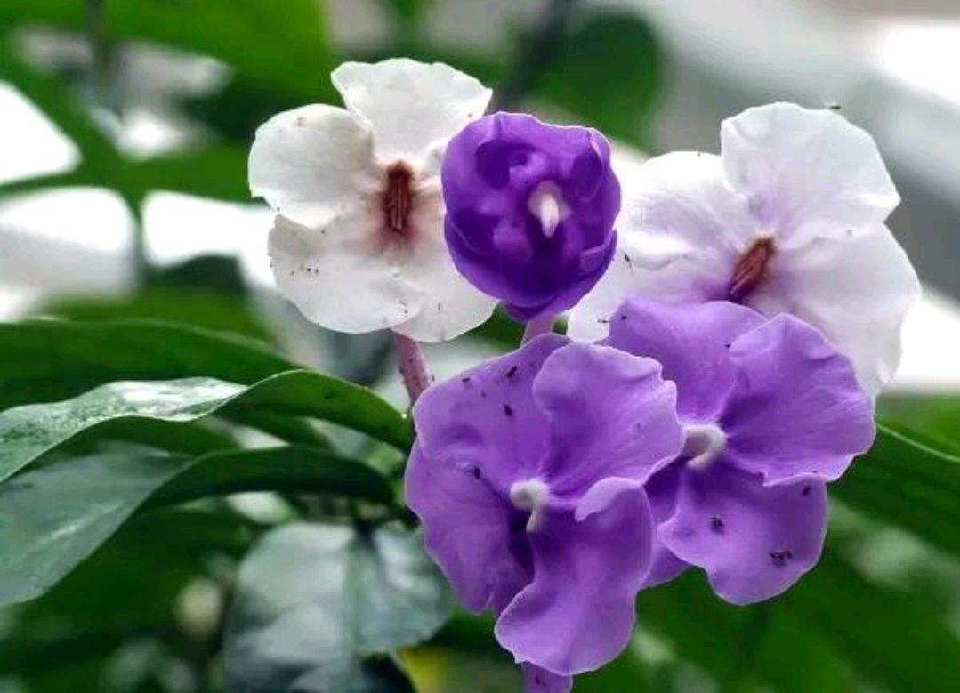 双色茉莉花的魅力与独特之处