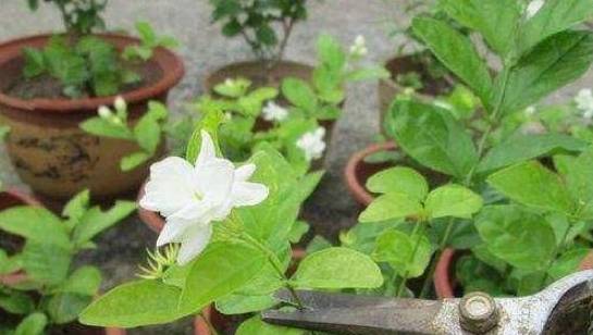 双色茉莉花的养护之道
