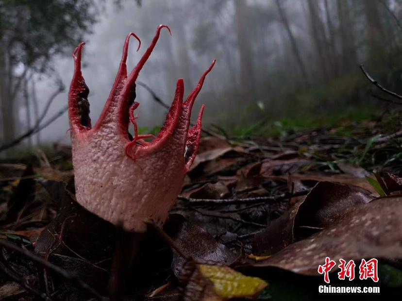 探索神秘的3D红五图库与天牛图库，今日试机号的启示